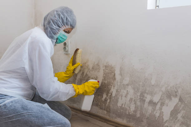 Best Professional Mold Removal  in Presque Isle, ME