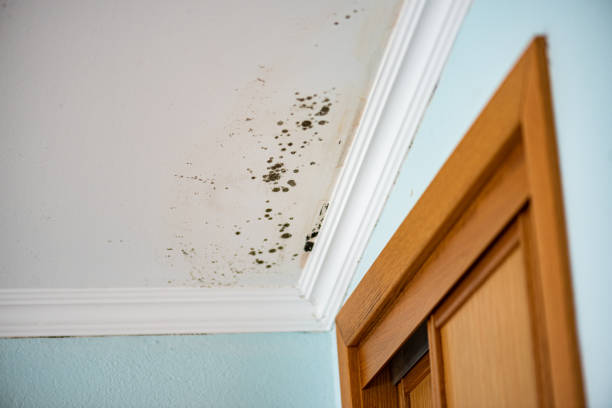 Best Emergency Mold Removal  in Presque Isle, ME