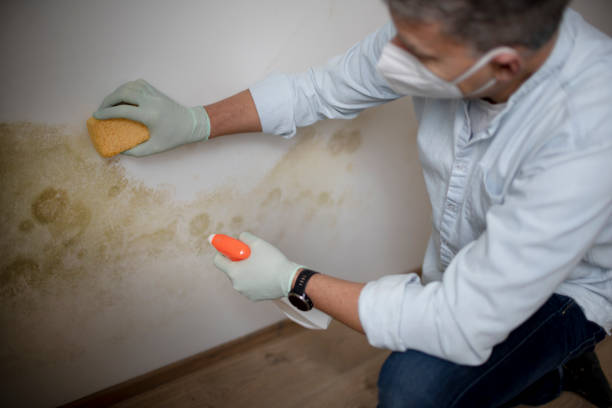 Best Certified Mold Removal  in Presque Isle, ME