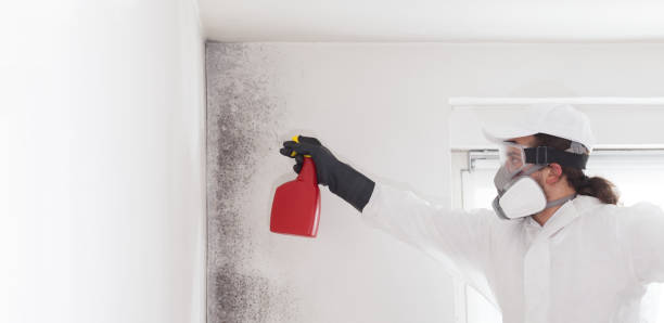 Professional Mold Removal in Presque Isle, ME