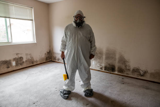 Best Office Mold Removal Services  in Presque Isle, ME