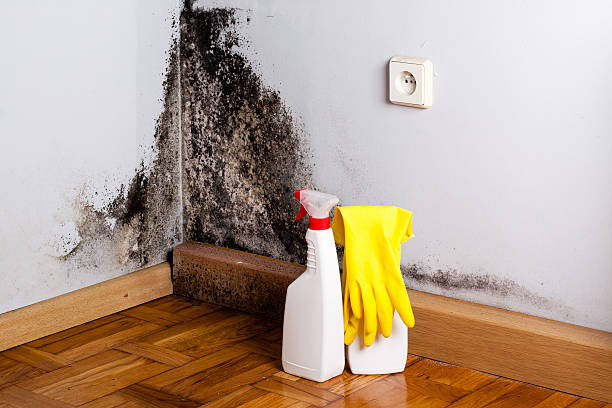 Best Professional Mold Removal  in Presque Isle, ME