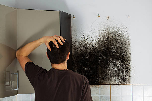 Best Crawl Space Mold Removal  in Presque Isle, ME